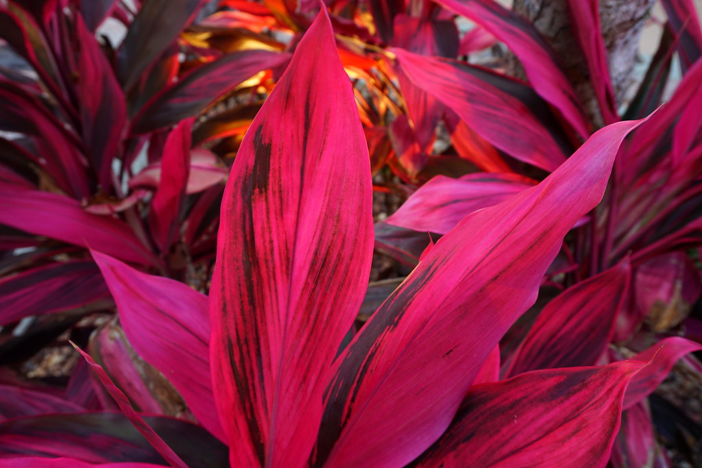 DSC00628 Boca Raton, Florida Steve Harwood Flickr