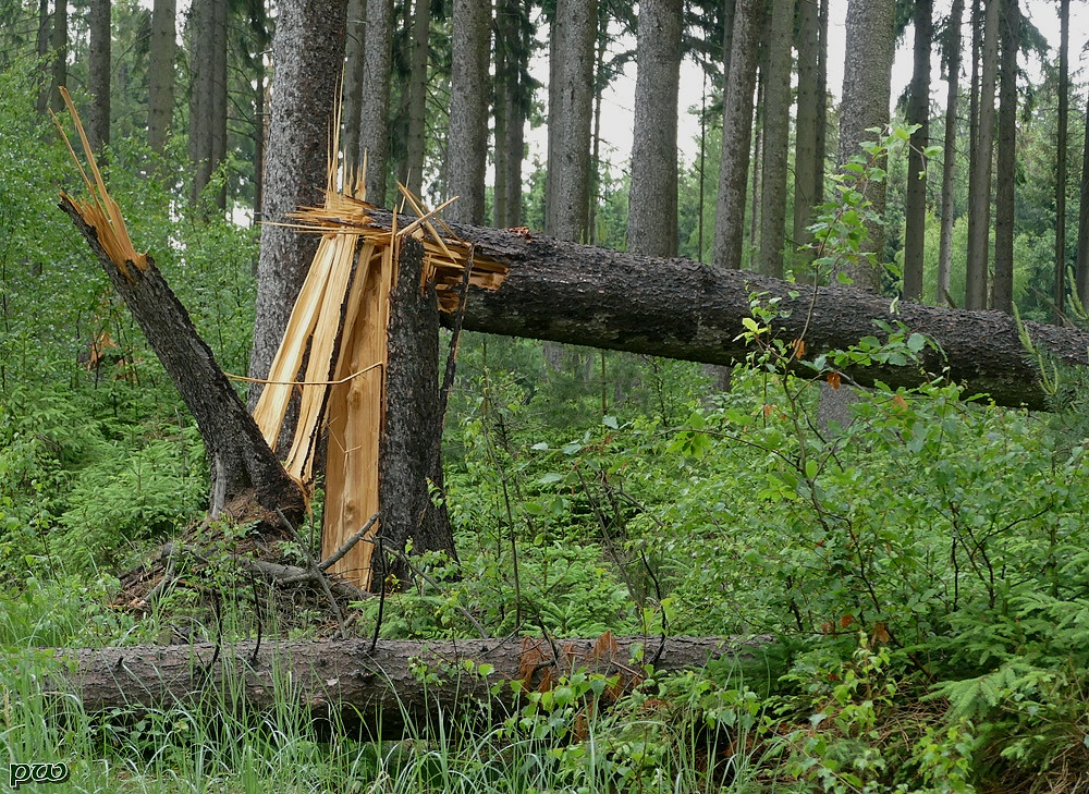 Windbruch(1) Orkan knickte im Sachsenforst ca.80 Jahre alt… Flickr