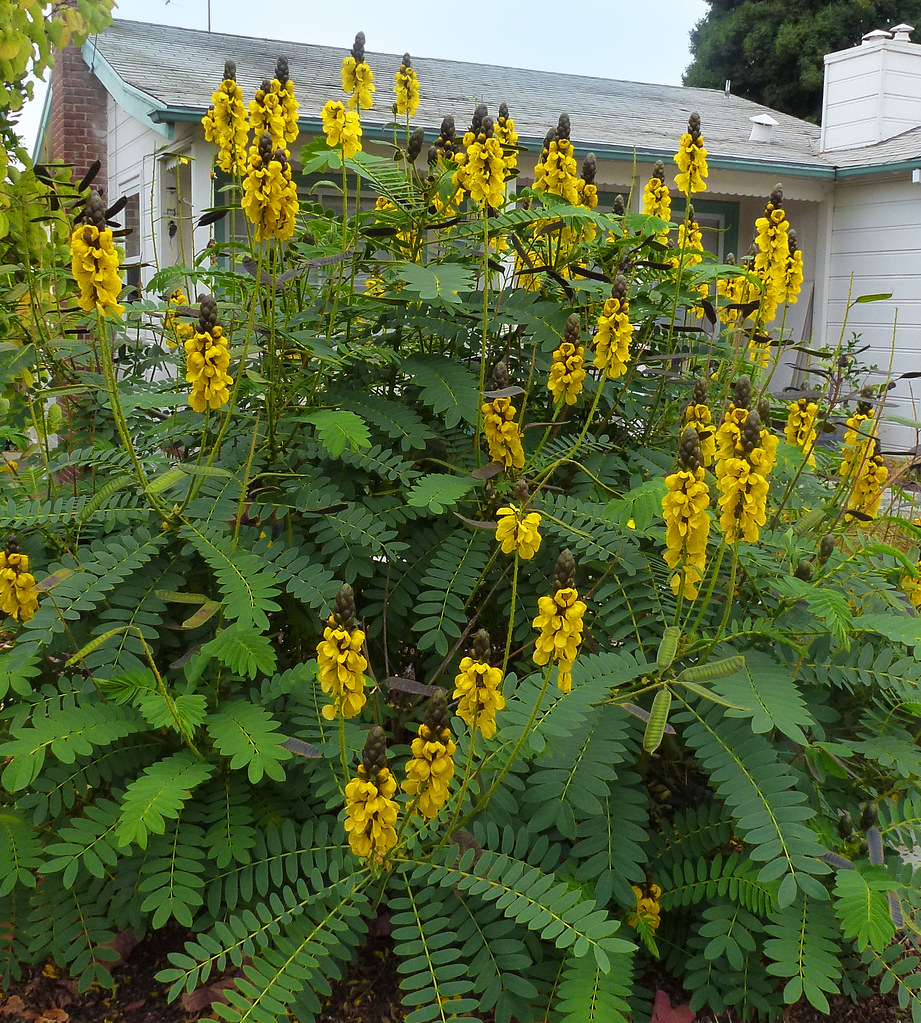 5 Seeds Plant Popcorn (Senna Didymobotrya) N100 Peanut