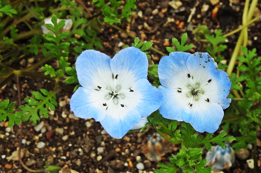 Aquatic Botanical Garden Mizunomori Kusatsu Shiga Japã… Flickr