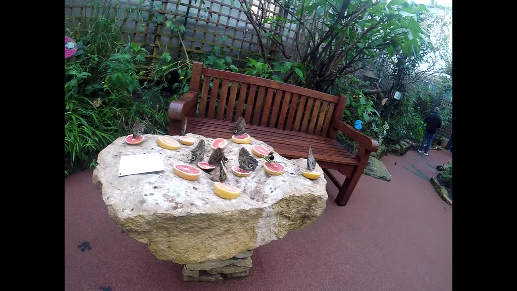 Butterflies on fruit Stratford Butterfly House Nicky Rowberry Flickr