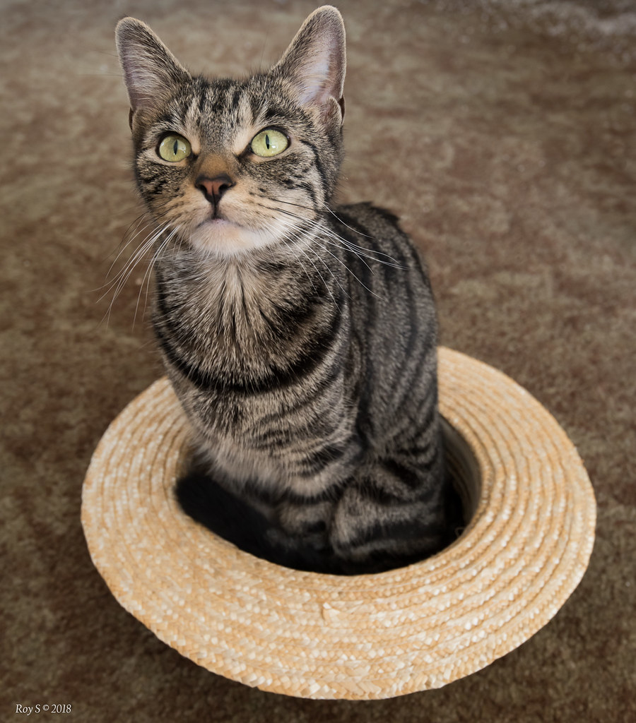 The Cat Sat in the Hat DSC_09121 Roy Sutherland Flickr