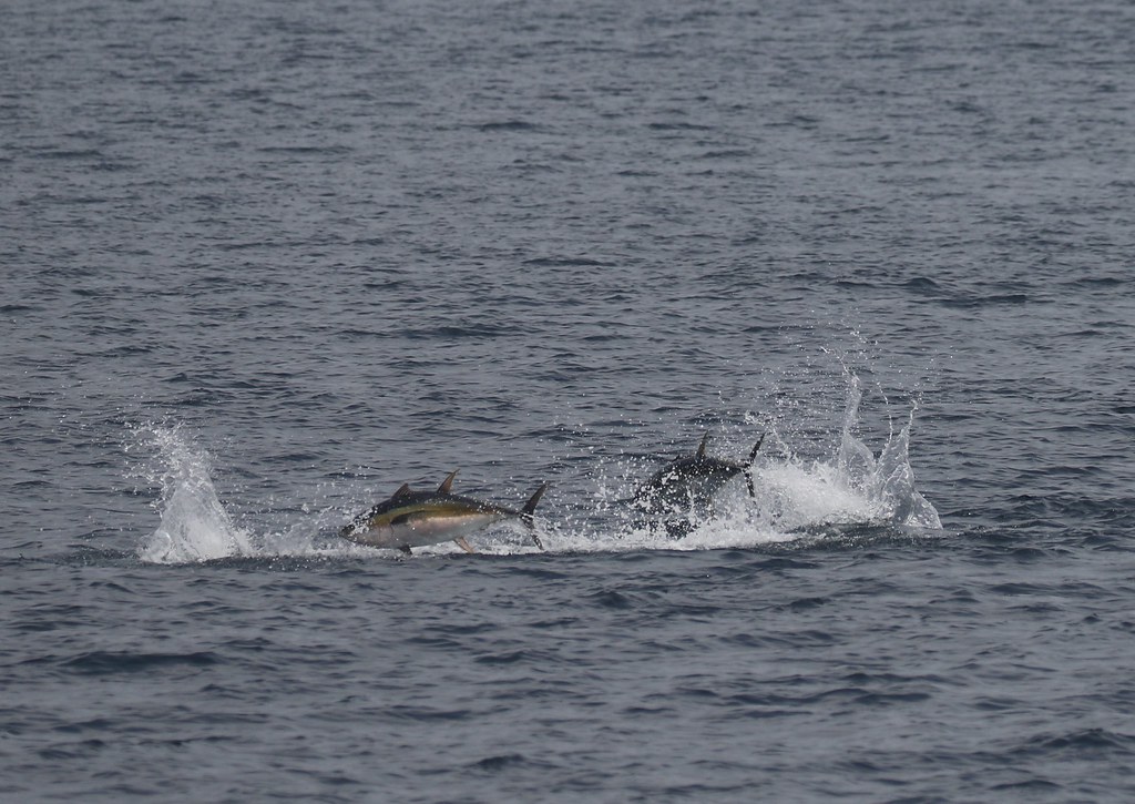 Yellowfin tuna jumping out of the water to catch smaller f… Flickr