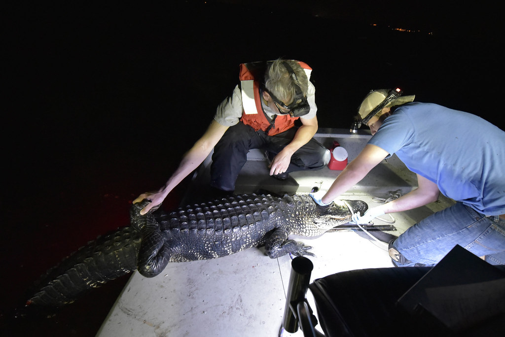 20180405 Lake Griffin gators 114 Biologists from FWC's Fis… Flickr