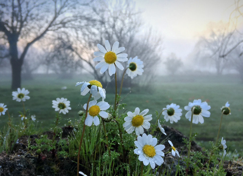 Daisies growing on a wall Jeanne Günesoglu Flickr