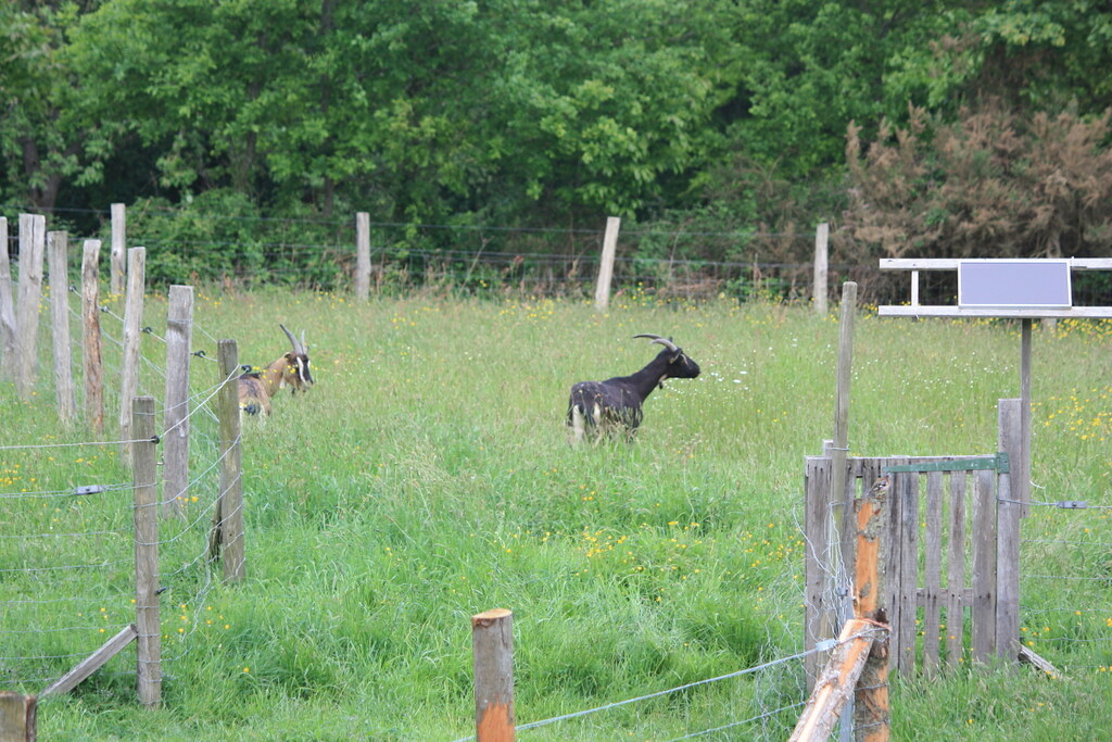 Pasture rotation with goats Tamsin Cooper Flickr