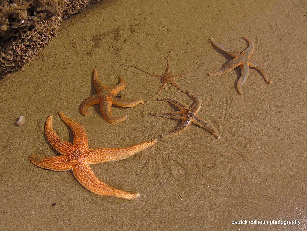 starfish and brittle star four starfish and a brittle star… Flickr