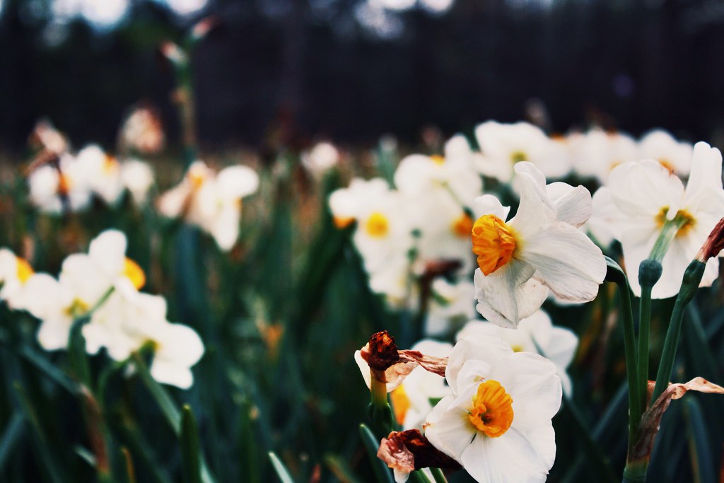 Daffodils Horse_Lover15 Flickr