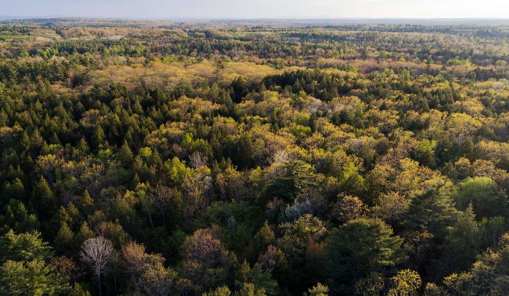Spring Foliage ii Orono Land Trust, Orono, Maine DJI_0110… Sam