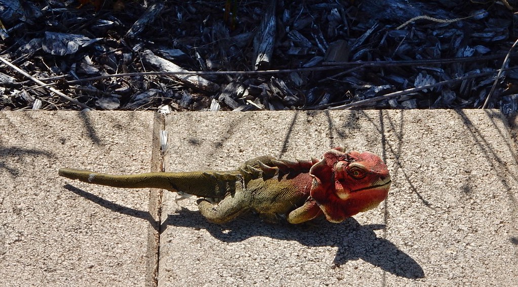 Fake Lizard Michael Coghlan Flickr