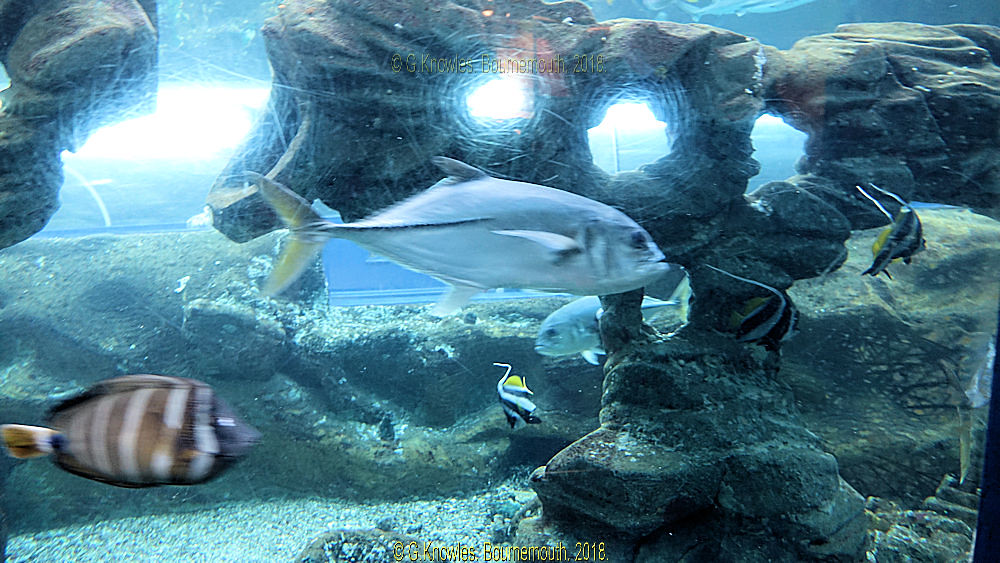 Oceanarium Bournemouth Seafront in March 2018, Pier Approa… Flickr