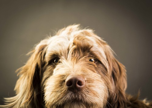 Dog Photography Bristol www.philgirdlestone.co.uk Flickr
