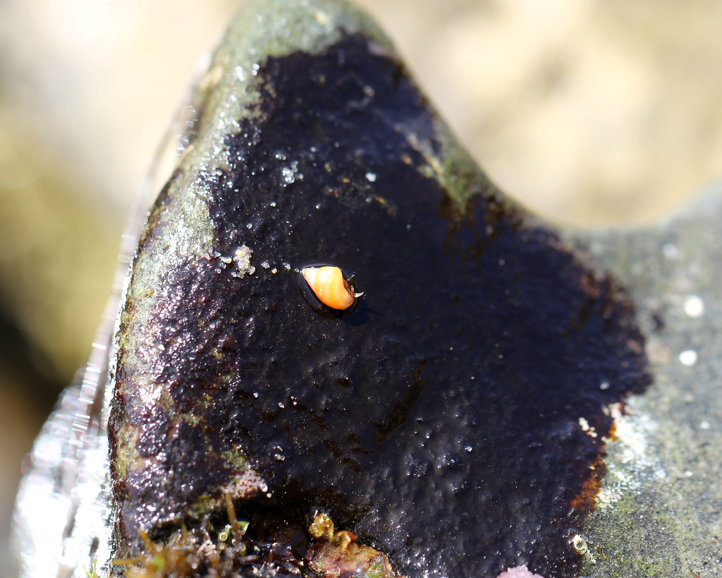 Rusty Rock (Hildenbrandia rubra), Sunset Cliffs, San Diego… Flickr