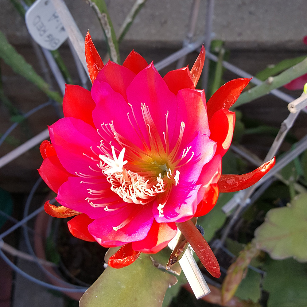 Epiphyllum Big Red HYDT3 Flickr