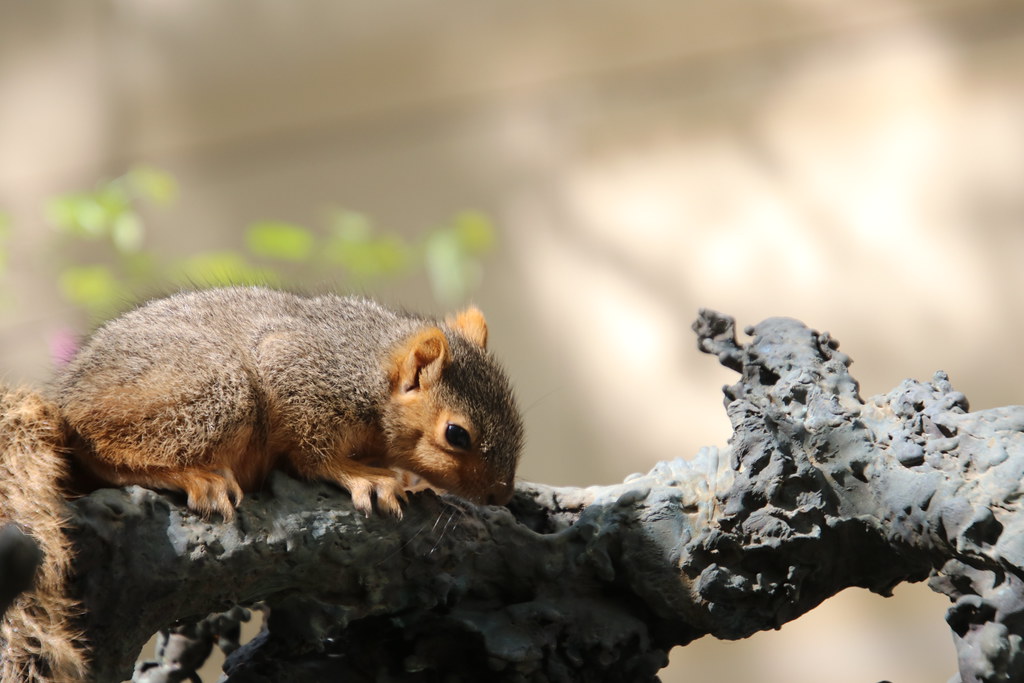 Squirrels (including Juveniles) in Ann Arbor at the Univer