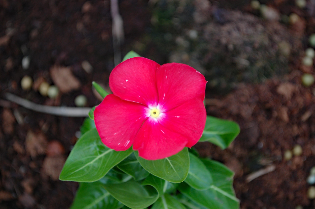 A Single Vinca Flower. Pink vinca flowers planted near the… Flickr