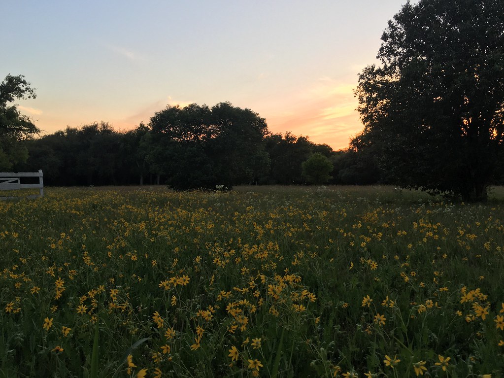 Fields of Gold old paddock on Dreamland Drive, San Antonio… K