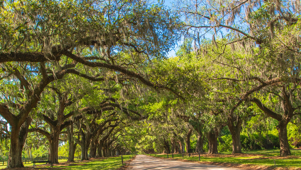 Live oaks Spanish Moss 4 LisaDuBois Flickr