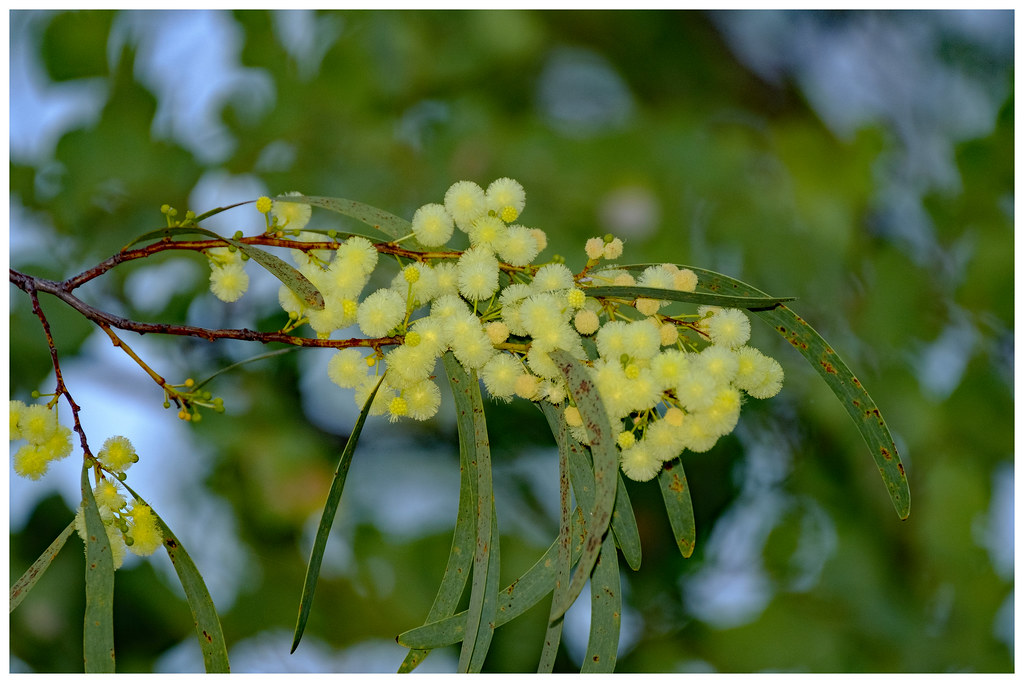 Eucalyptus tree flower Nitmiluk National Park, Northern … Flickr