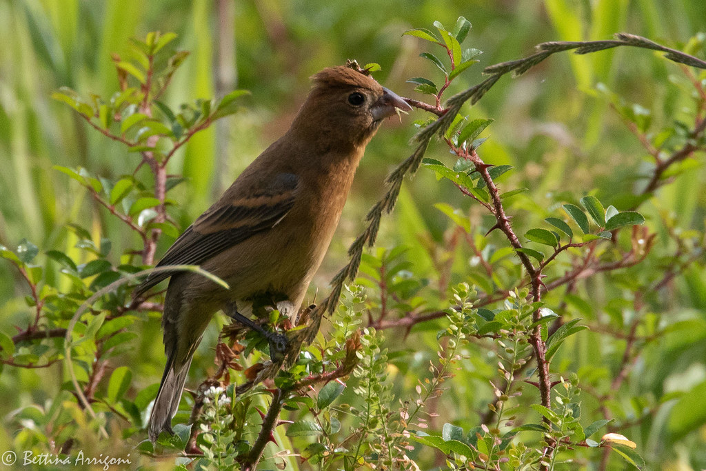 Blue Grosbeak (female) Sabine Woods TX20180428075… Flickr