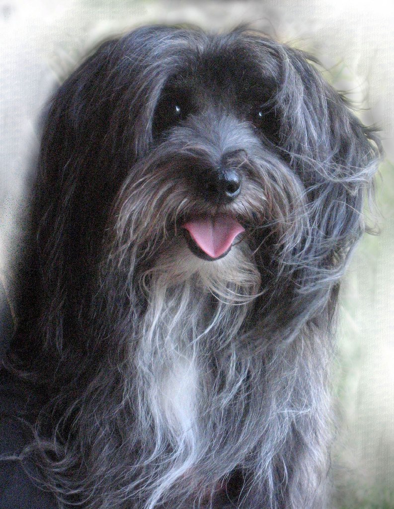 mighty maintey This is a rare black Coton de Tulear, Maint… jody