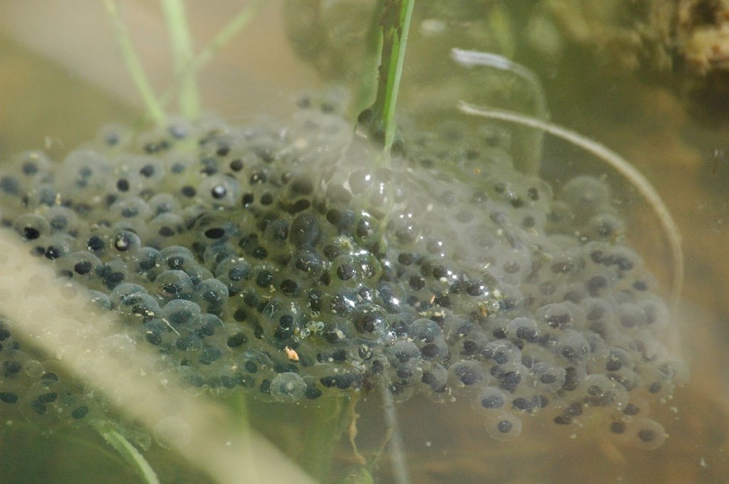 Frog eggs closeup When a frog's eggs first make contact w… Flickr