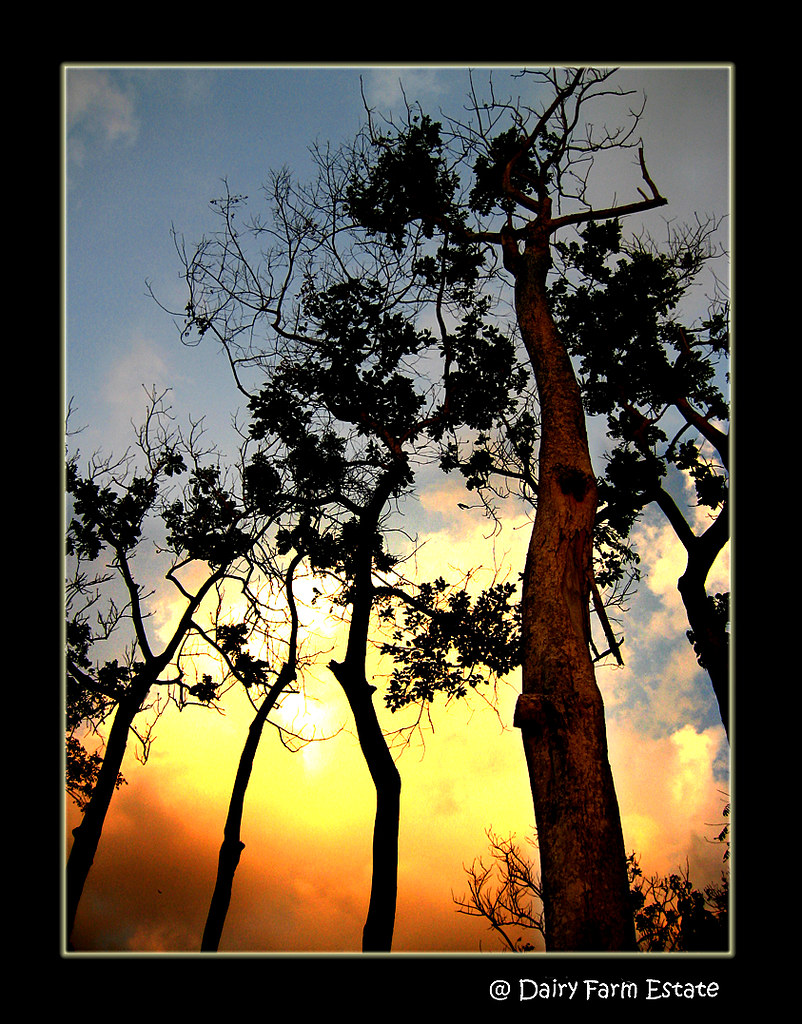 Dairy Farm Estate Campsite 7 Years Later... Flickr