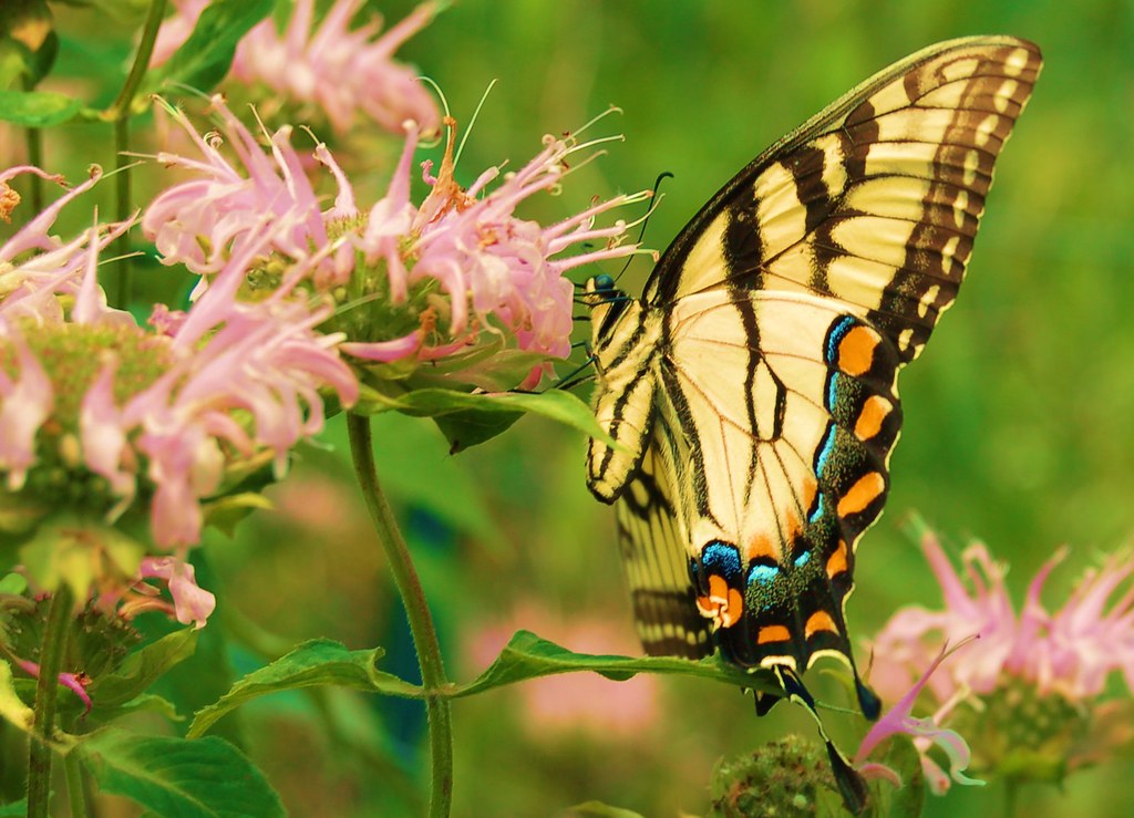 butterfly and flower Shot in the public gardening area of … Ari Hahn Flickr