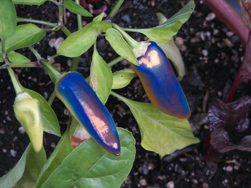 Blue Peppers These are a very rare variety of pepper. . . … Flickr