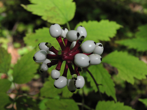 Startling White Berries Don't look at all poisonous, do th… Flickr