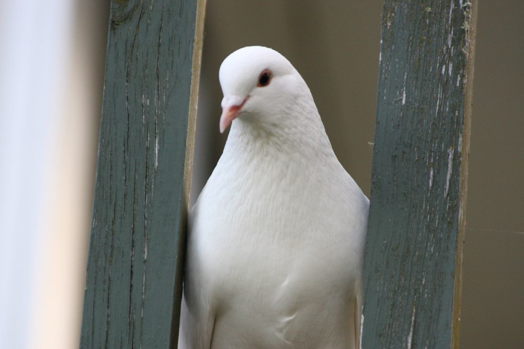 A white pigeon James Brunskill Flickr