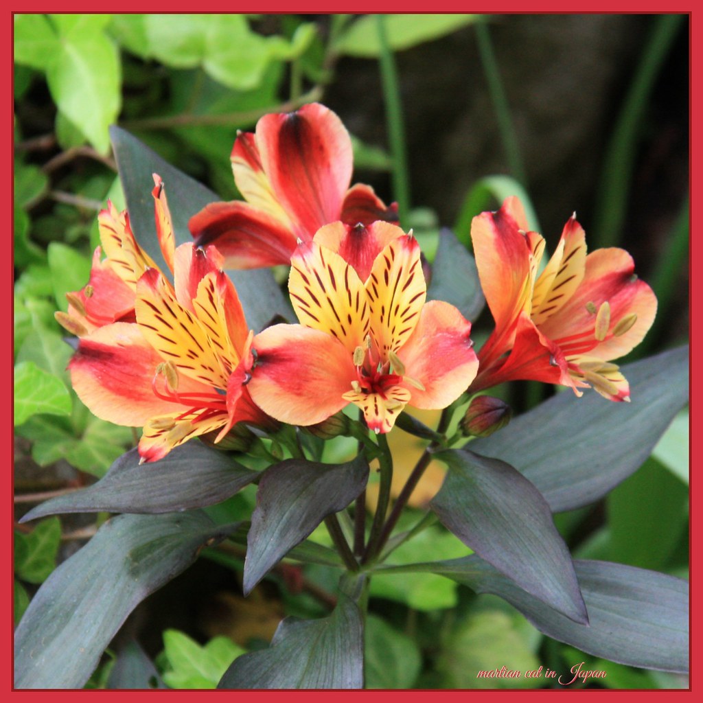 "Flowers are love's truest language." . . "Flowers are lov… Flickr