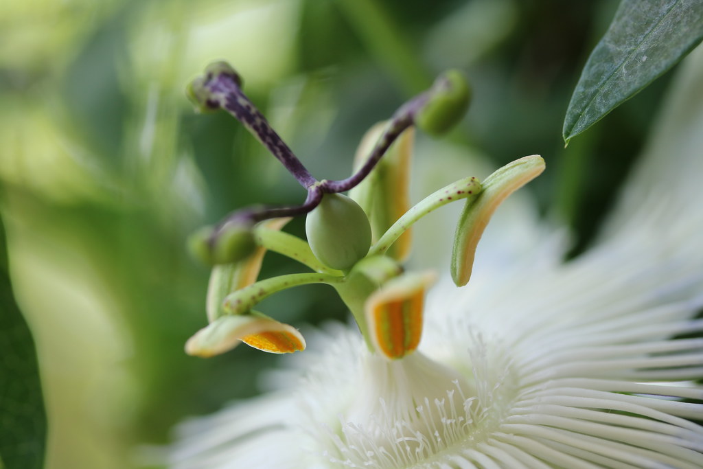 Passionsblume Passion flower "Snow Queen" Sylvi Flickr