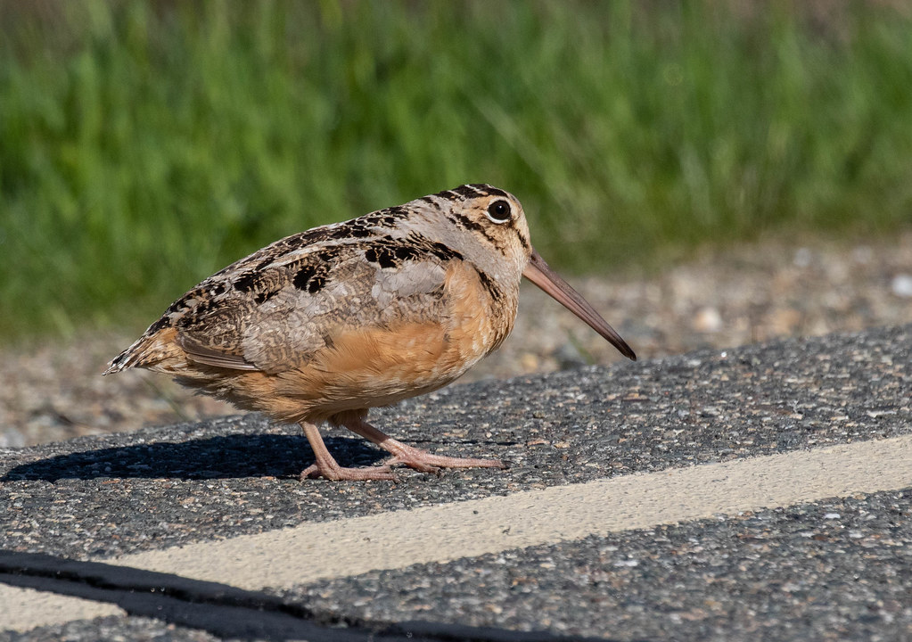 americanwoodcock0110 American Woodcock David Larson Flickr