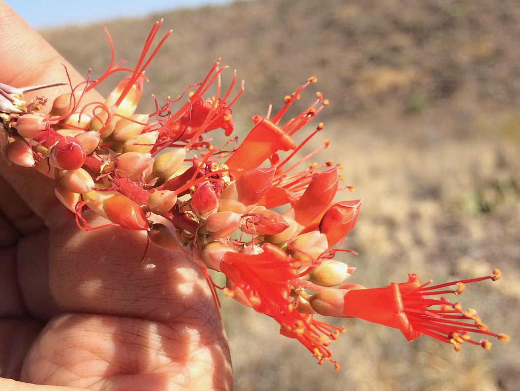 Ocotillo Dr. Mark Merriwether Vorderbruggen Flickr