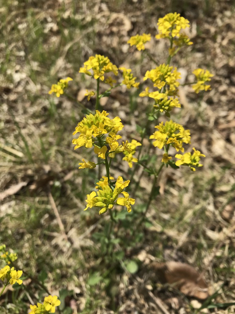 Yellow Mustard (Brassicaceae Brassica rapa) Whole Plant, … Flickr