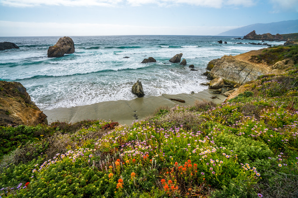 Big Sur Spring Wildflowers California Superbloom Scenery! Elliot