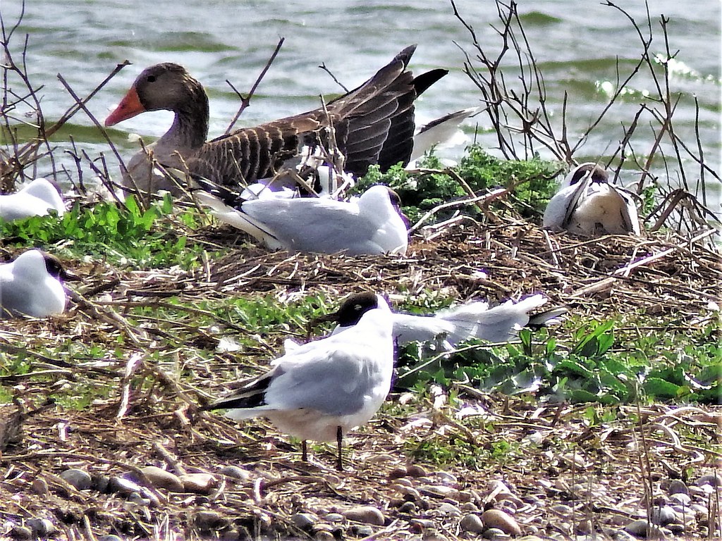 Greylag Goose Rye Harbour Nature Reserve a photo on Flickriver
