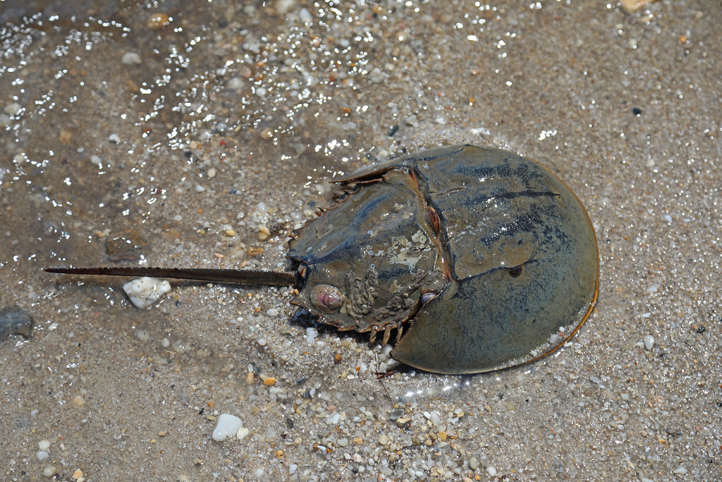 Atlantic Horseshoe Crab Limulus polyphemus, St. Jones Re… Flickr