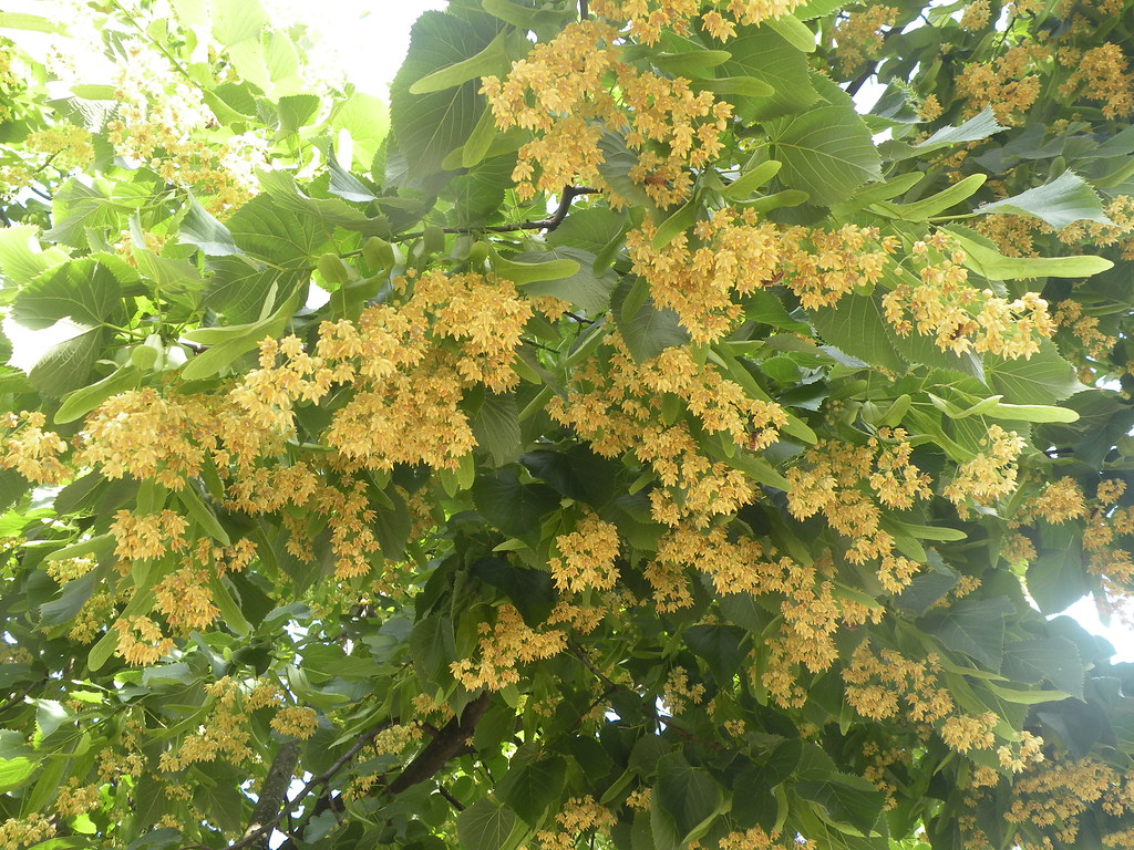 DSCN0646 antonio403 Flickr