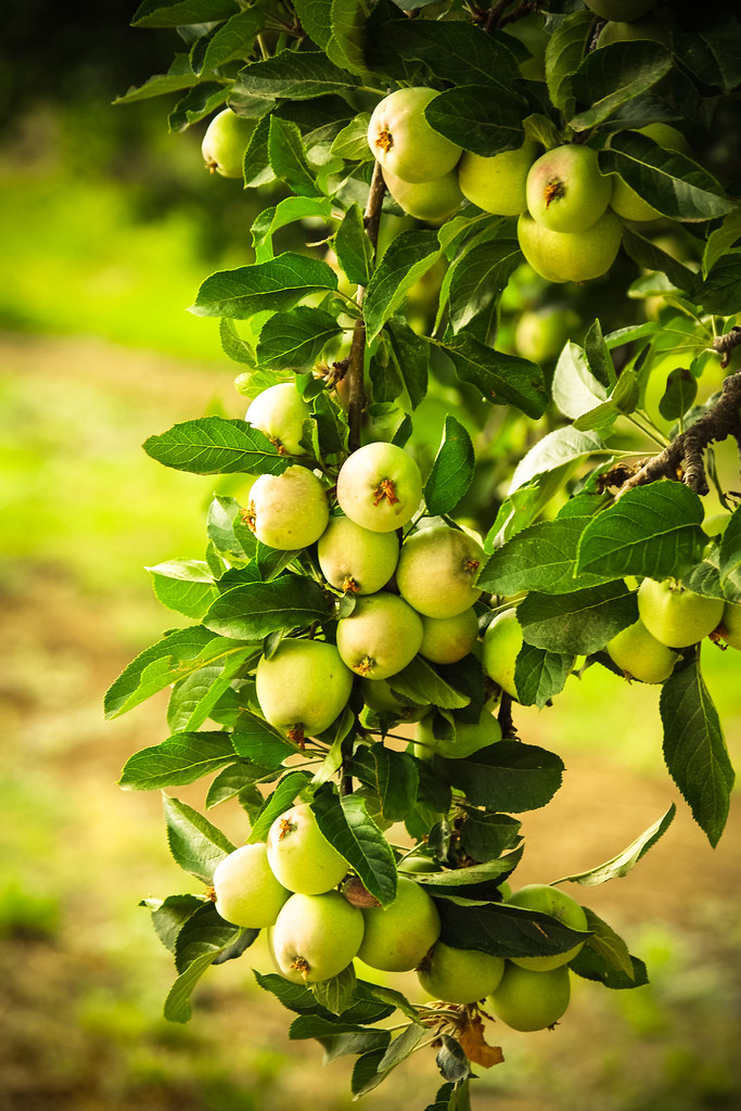 Apples Oak Glen, CA. Tim Sivils Flickr