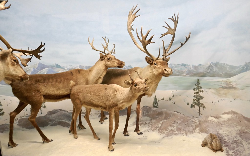 Caribou display, Hastings museum Ali Eminov Flickr