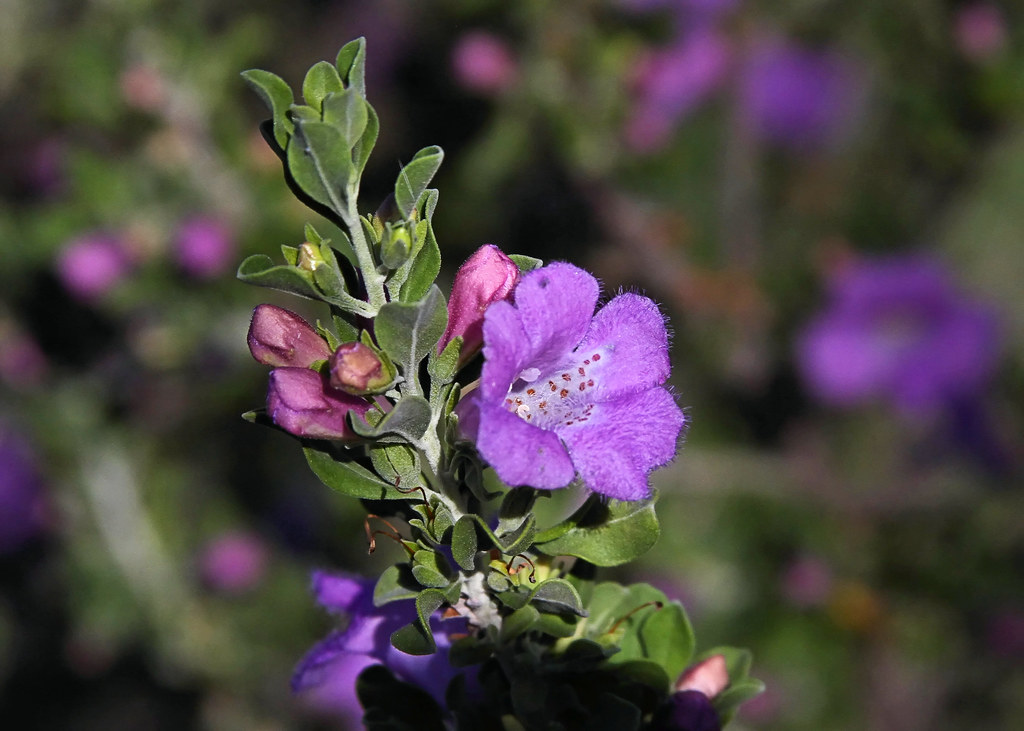 Texas Ranger aka Texas Sage, Barometer Bush, Cenizo Introd… Flickr