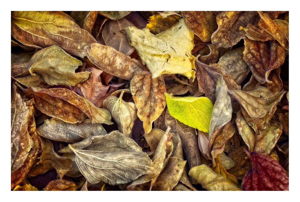 Decay Leaves…in various stages of decay, with a freshly