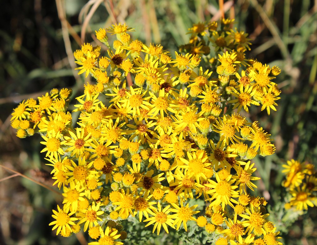 Cabbage Hill , Leeds 12 , (040718) West Yorkshire , Engl… Flickr