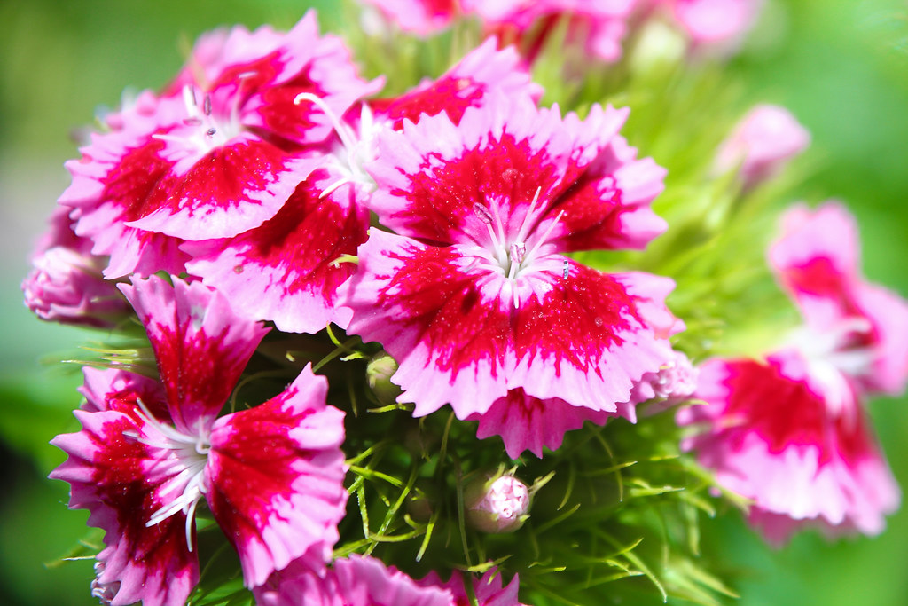 Flower Cluster Anyone know the name? Fitz Johnson Flickr