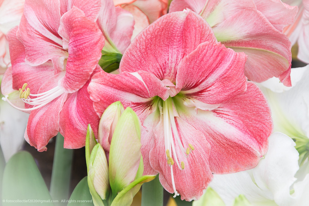 More flowers Floralia Brussels Fotocollectief 2020 Flickr