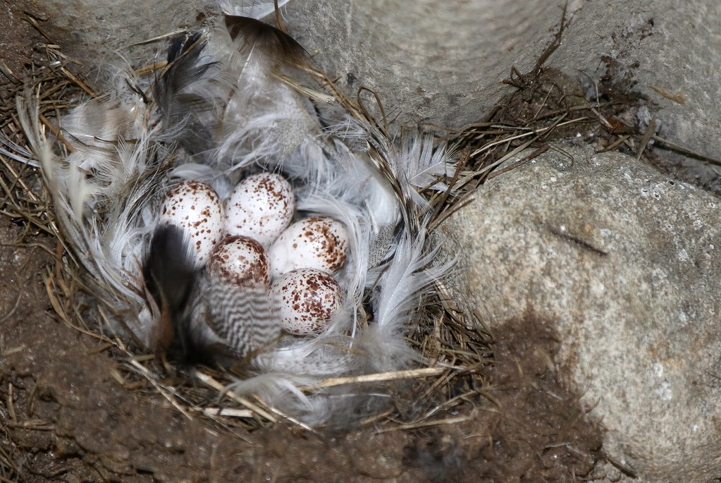Swallow nest and eggs On returning to my house in the nort… Flickr