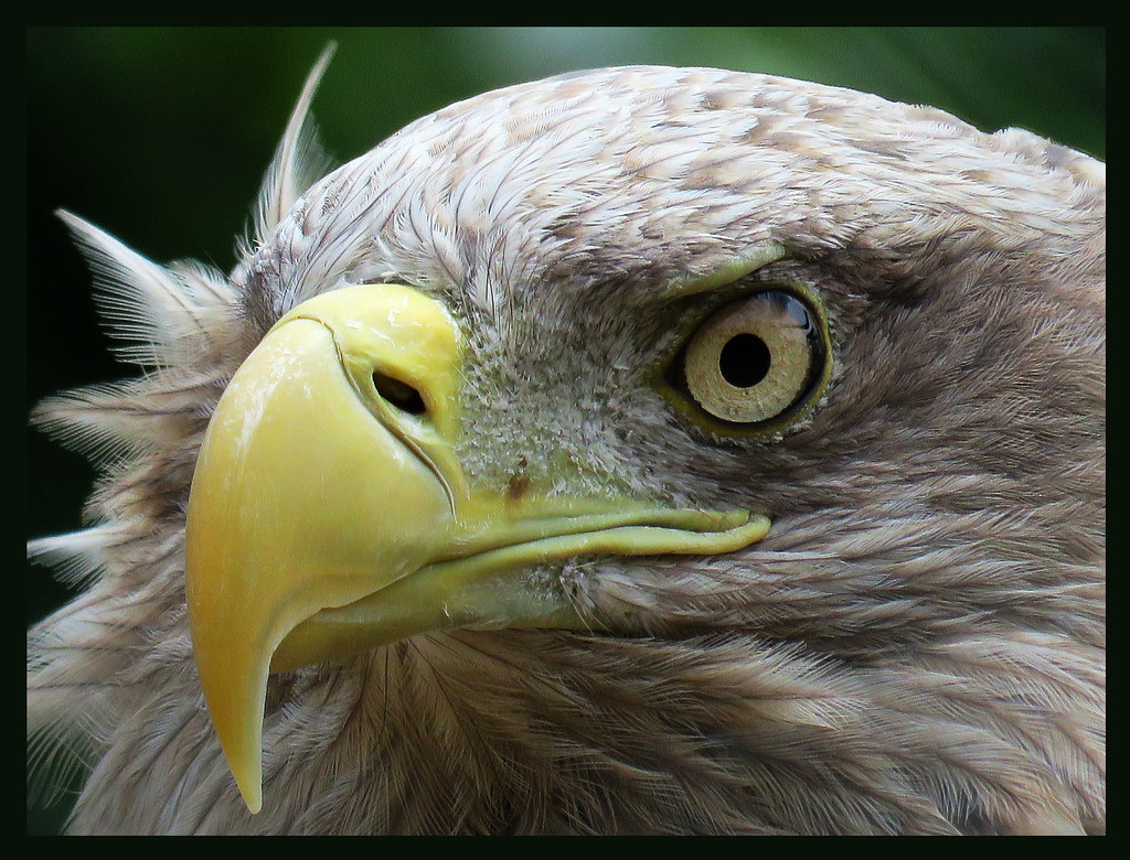 015856 2016 29 Juni Monde Sauvage La Reid Belgium Young Ba… Flickr