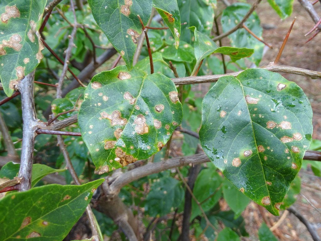 Bougainvillea Leaf spot a photo on Flickriver